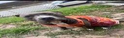 American Pit Bull Terrier dogs for sale: Tiva  - Ad 4