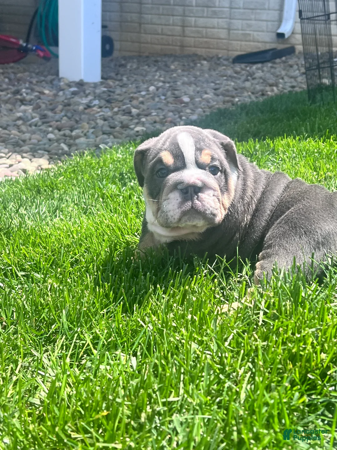 English Bulldog dogs for sale: Bluey - Ad 7