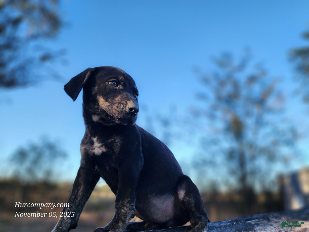 Catahoula Leopard Dog dogs for sale: Tracy II 2025 Female 5 - Ad 5