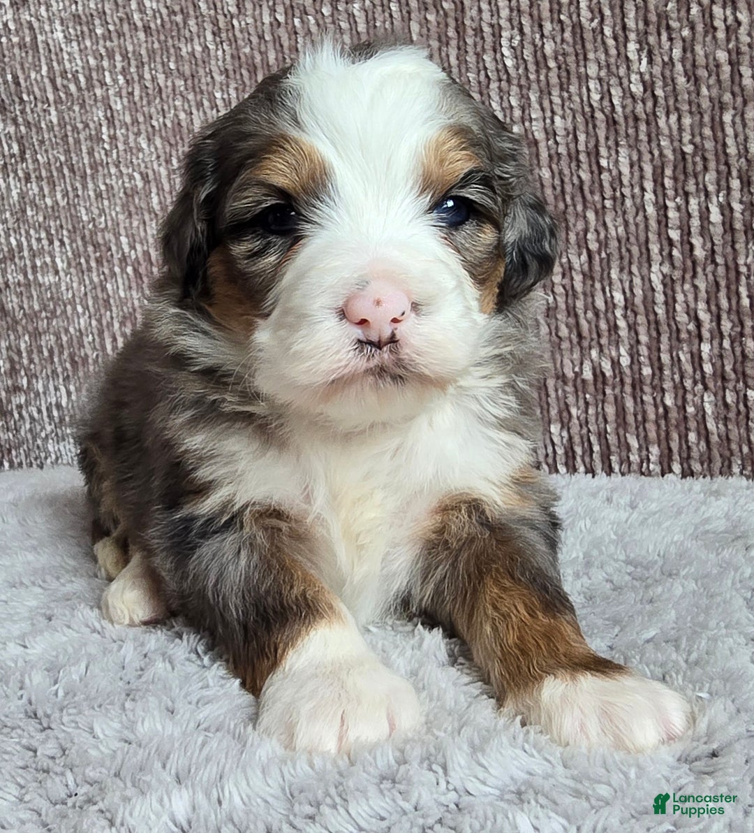 Mini Bernedoodle dogs for sale: Mini Oakley - Ad 5