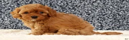 Cavapoo dogs for sale: Callie - Ad 7