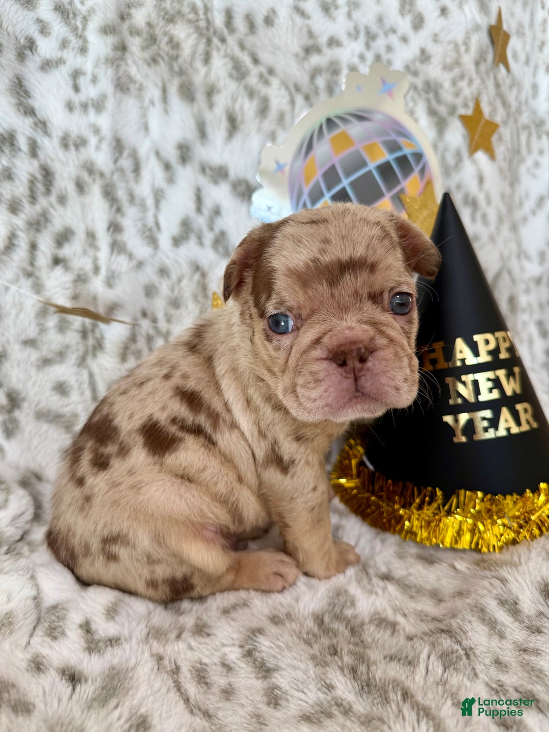 French Bulldog dogs for sale: Duke - Ad 1