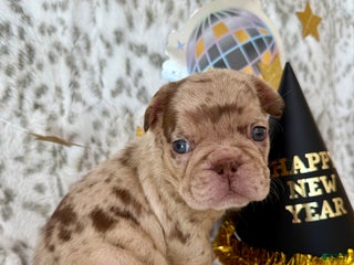 French Bulldog dogs for sale: Duke - Ad 1