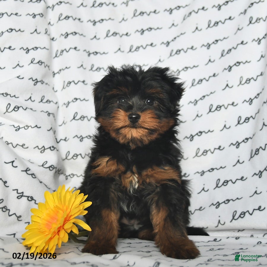 Yorkiepoo dogs Rem - Ad 1