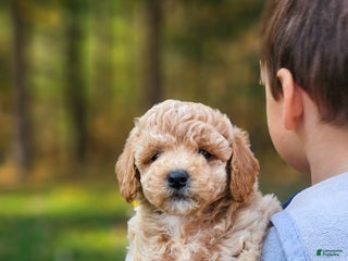 Miniature Poodle dogs - Ad 6