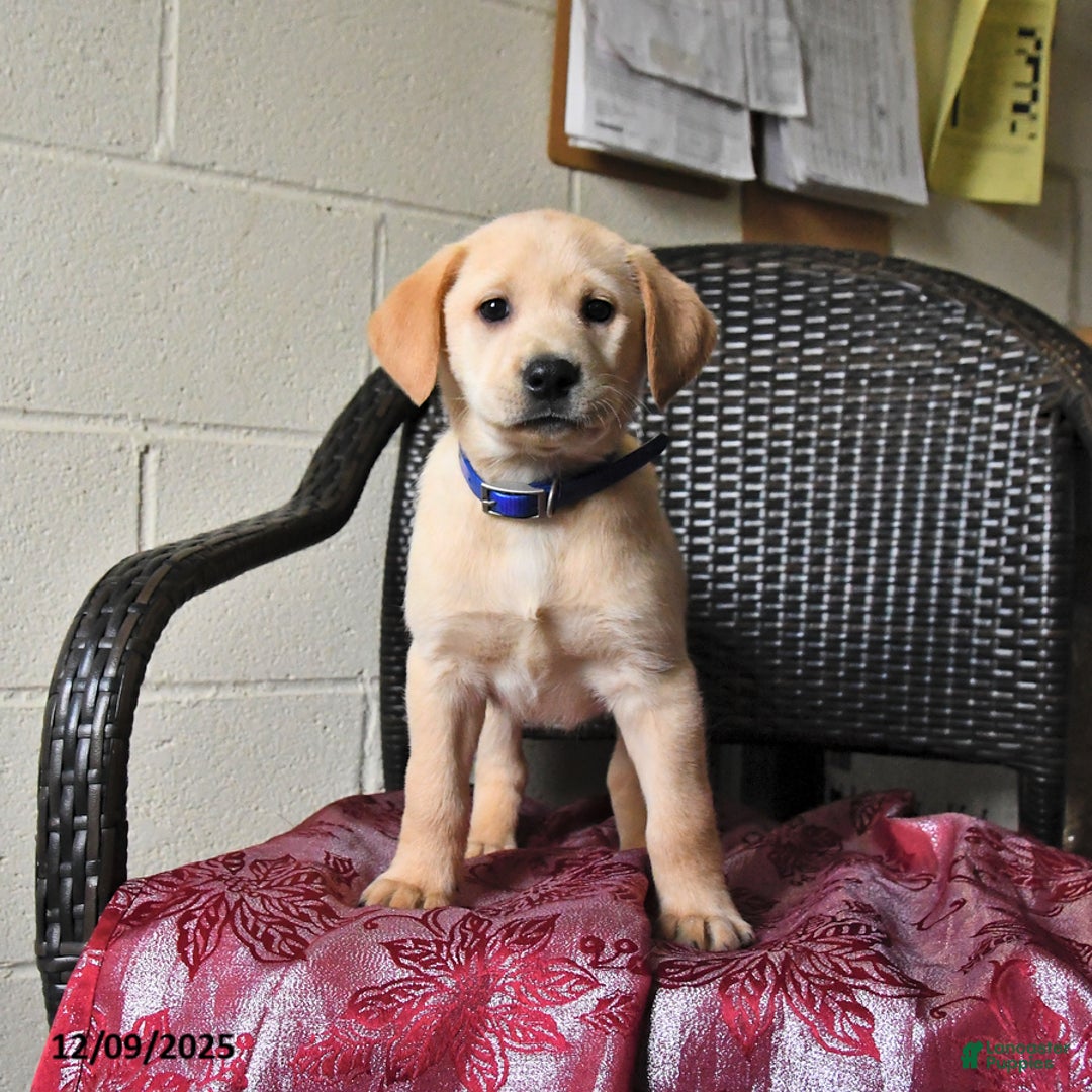 Labrador Retriever dogs for sale: Buttercup - Ad 5