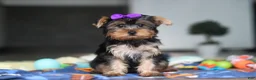 Yorkshire Terrier dogs for sale: Lucy - Ad 4
