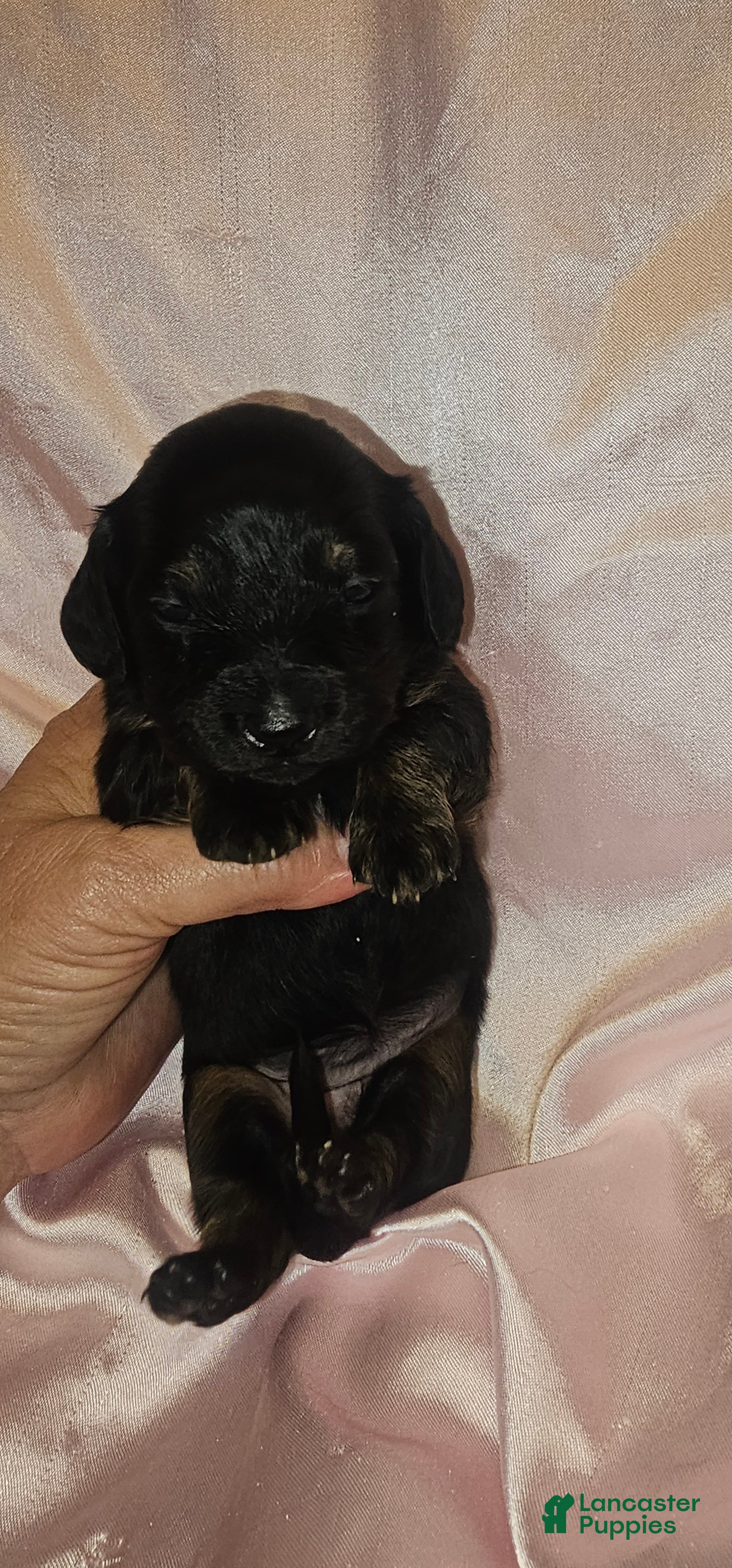 Dachshund dogs Dachshund Puppy 4 - Ad 14