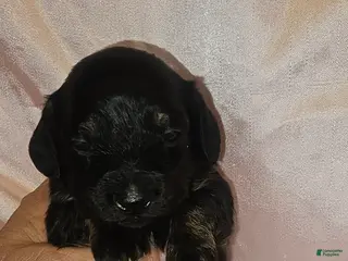 Dachshund dogs Dachshund Puppy 4 - Ad 36