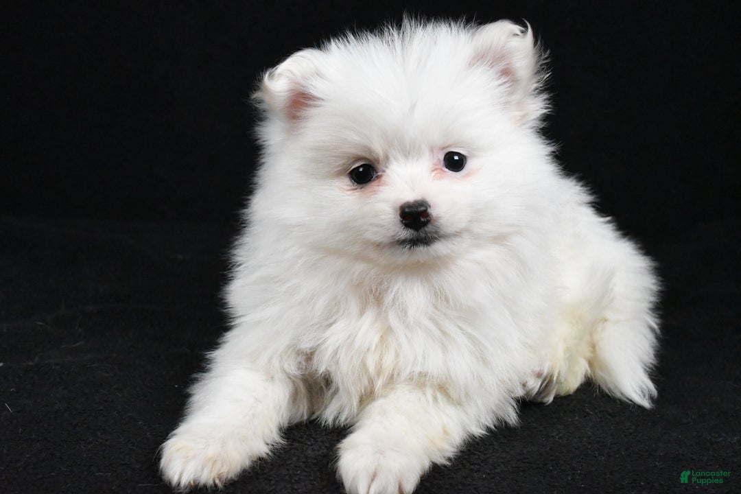 Pomeranian dogs for sale: Tula - Ad 1