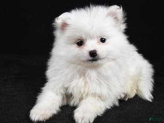 Pomeranian dogs Tula - Ad 33