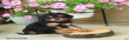 Mini Aussiedoodle dogs for sale: Pearl - Ad 2