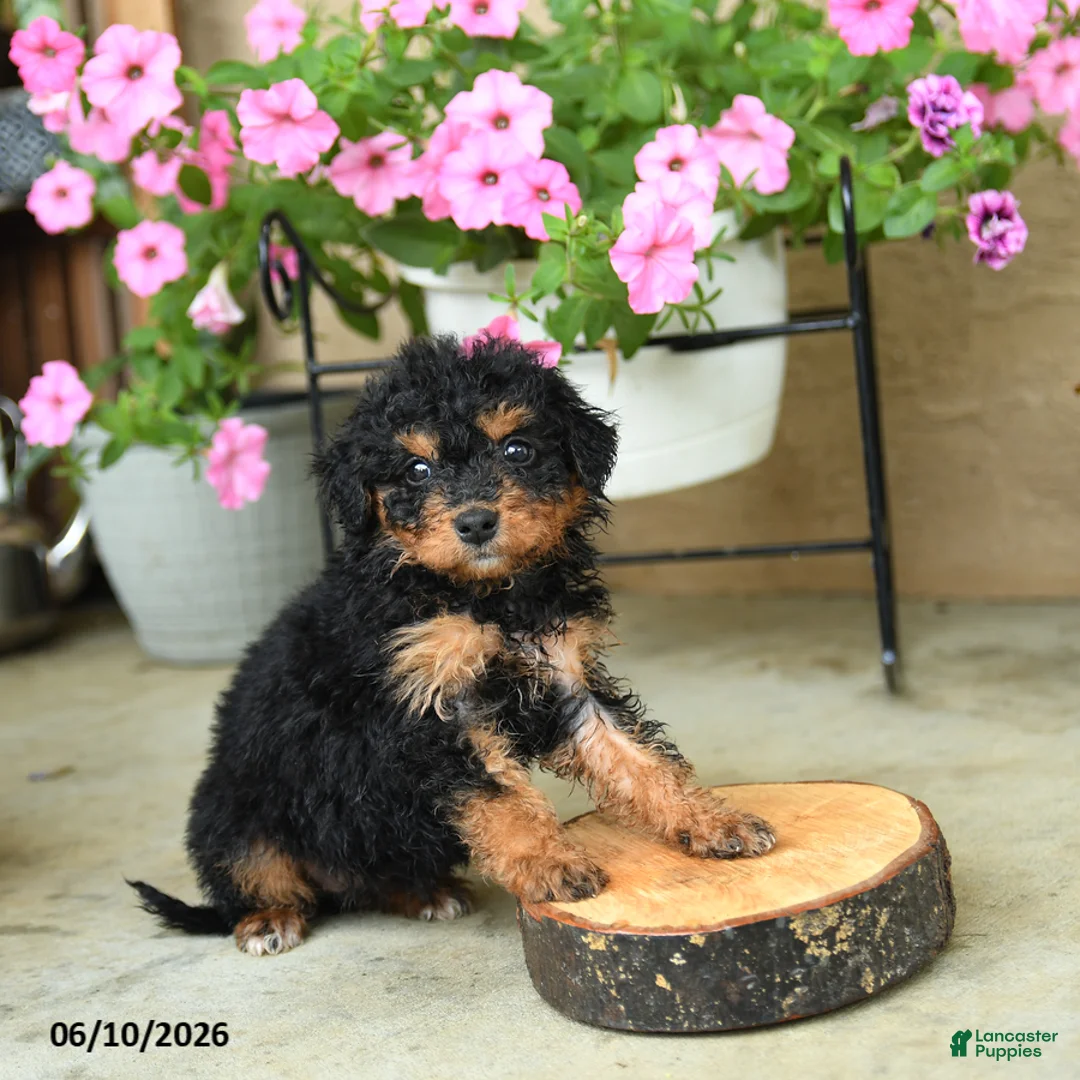 Mini Aussiedoodle dogs for sale: Pearl - Ad 2