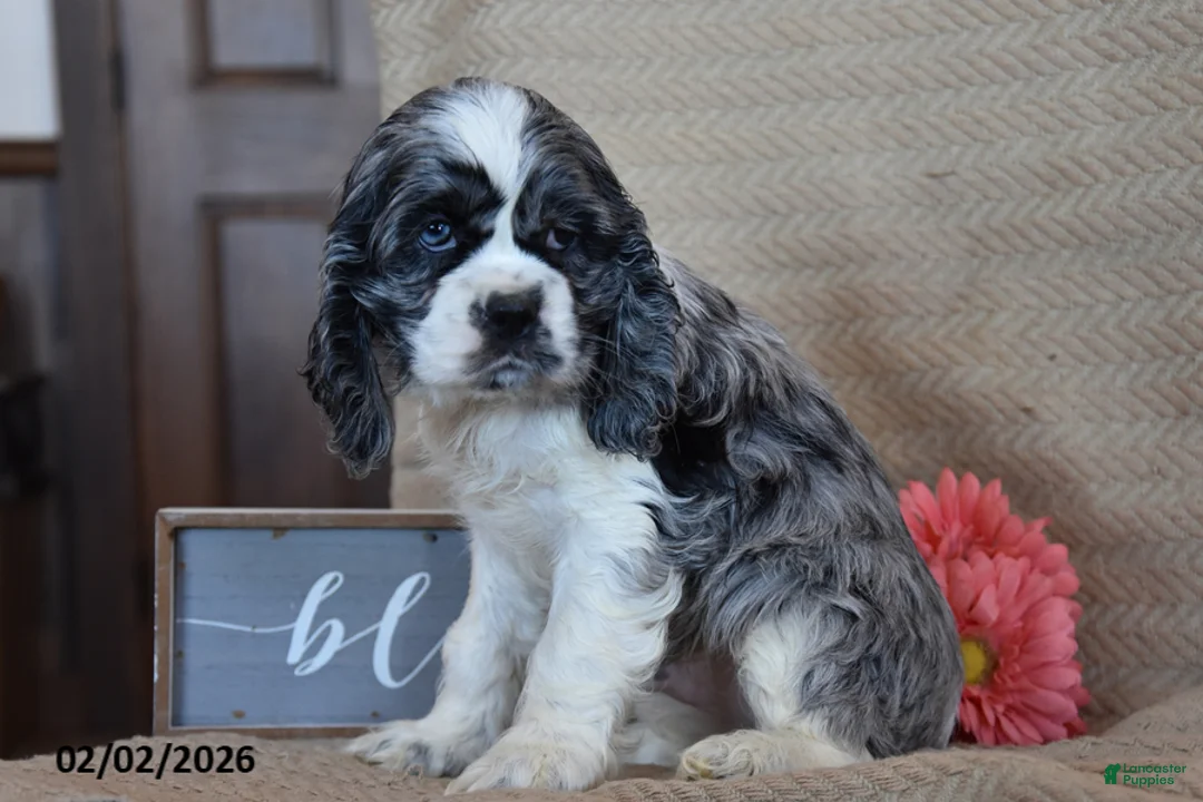 English Cocker Spaniel dogs for sale: Leslie - Ad 2