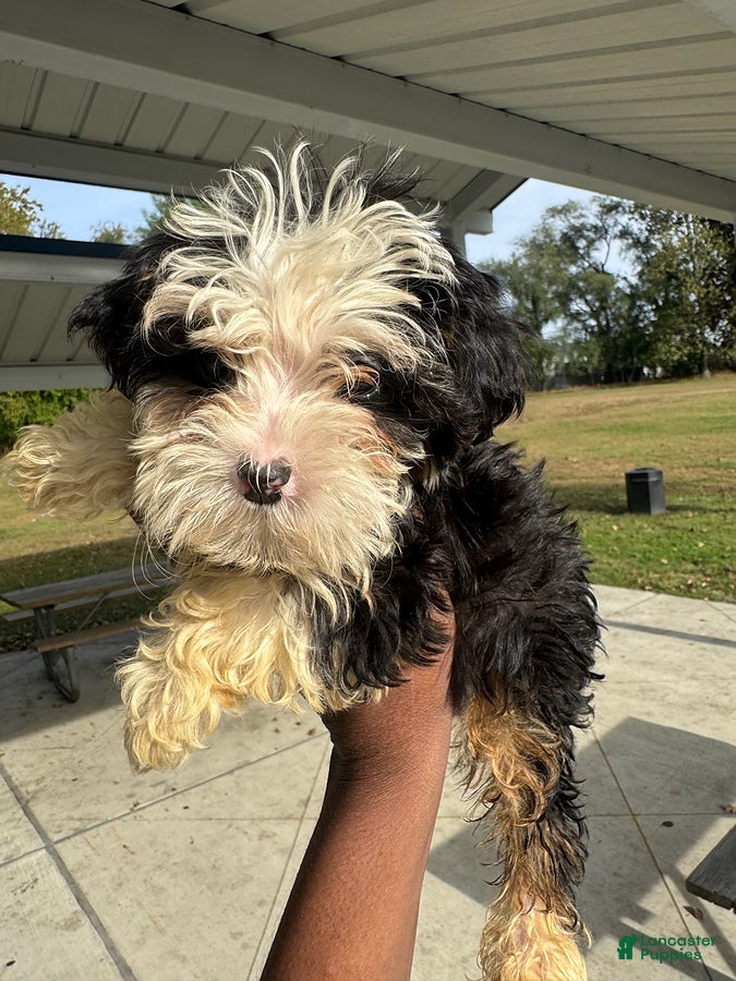Yorkiepoo dogs for sale: Miley - Ad 2
