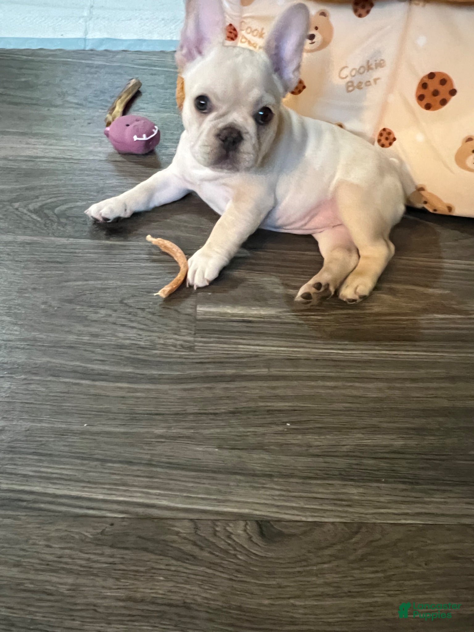 French Bulldog dogs French Bulldog Puppy 1 - Ad 2