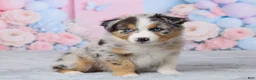 Australian Shepherd dogs for sale: Charlie - Ad 4