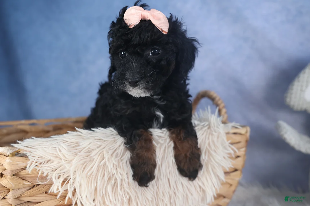 Miniature Poodle dogs for sale: Regan - Ad 5