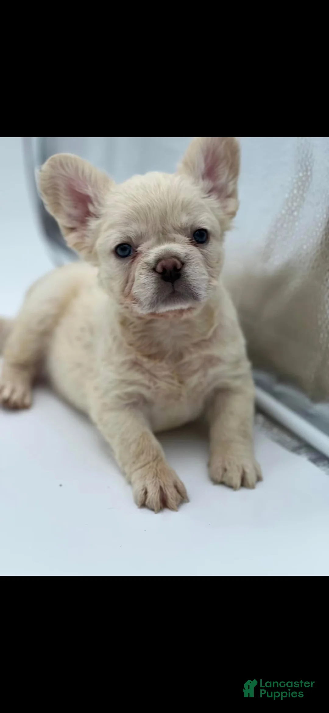 French Bulldog dogs for sale: French Bulldog 2 - Ad 4