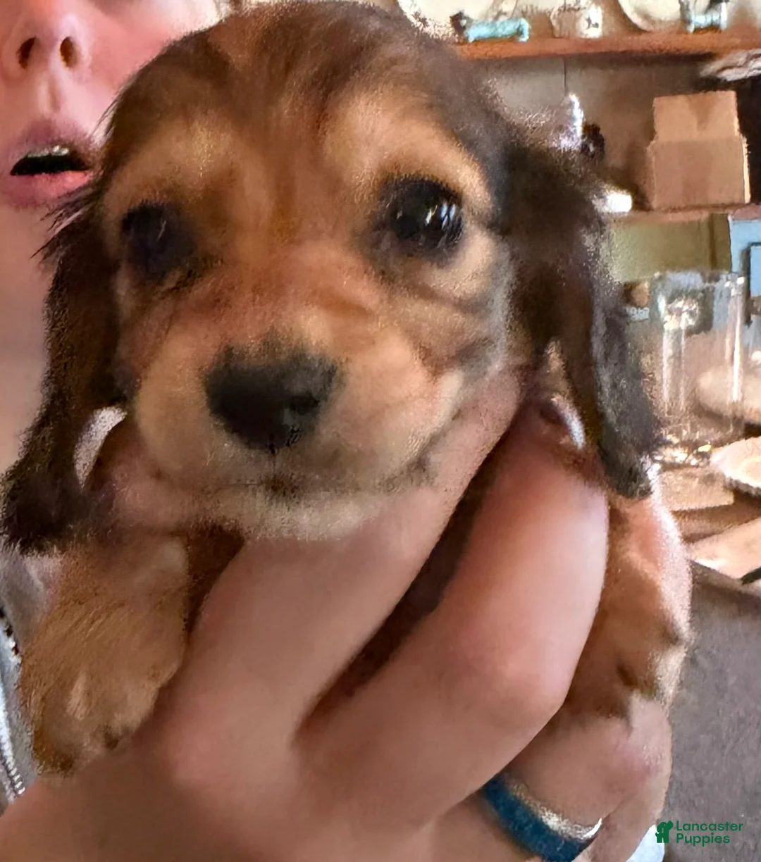 Miniature Dachshund dogs for sale: CReam  - Ad 31