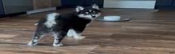 Pomsky dogs for sale: Nessa - Ad 3
