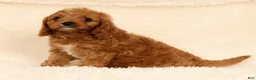 Cavapoo dogs for sale: Ruby - Ad 4