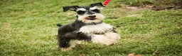 Miniature Schnauzer dogs for sale: Johann - Ad 8