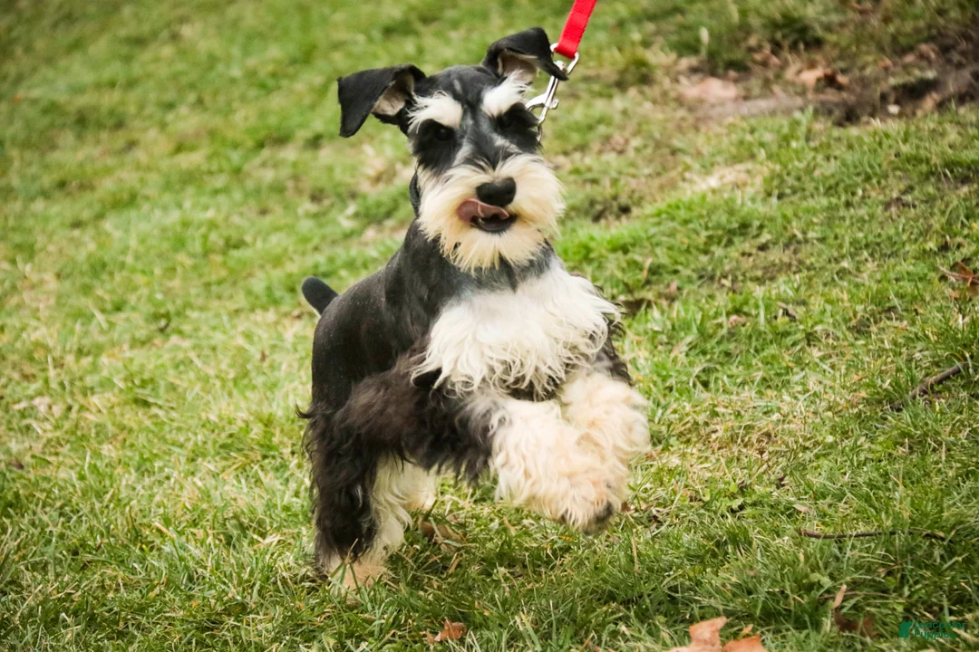 Miniature Schnauzer dogs for sale: Johann - Ad 8