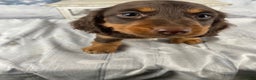Miniature Dachshund dogs for sale: Toby - Ad 11