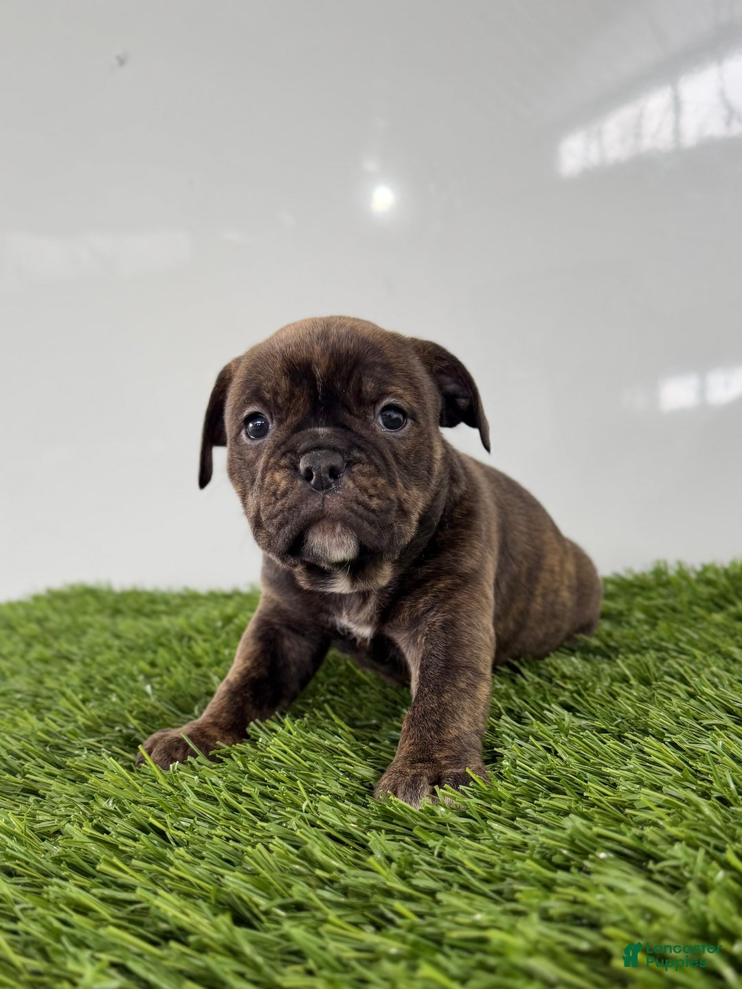 Olde English Bulldogge dogs for sale: Taryn - Ad 3