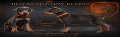 Doberman Pinscher 2