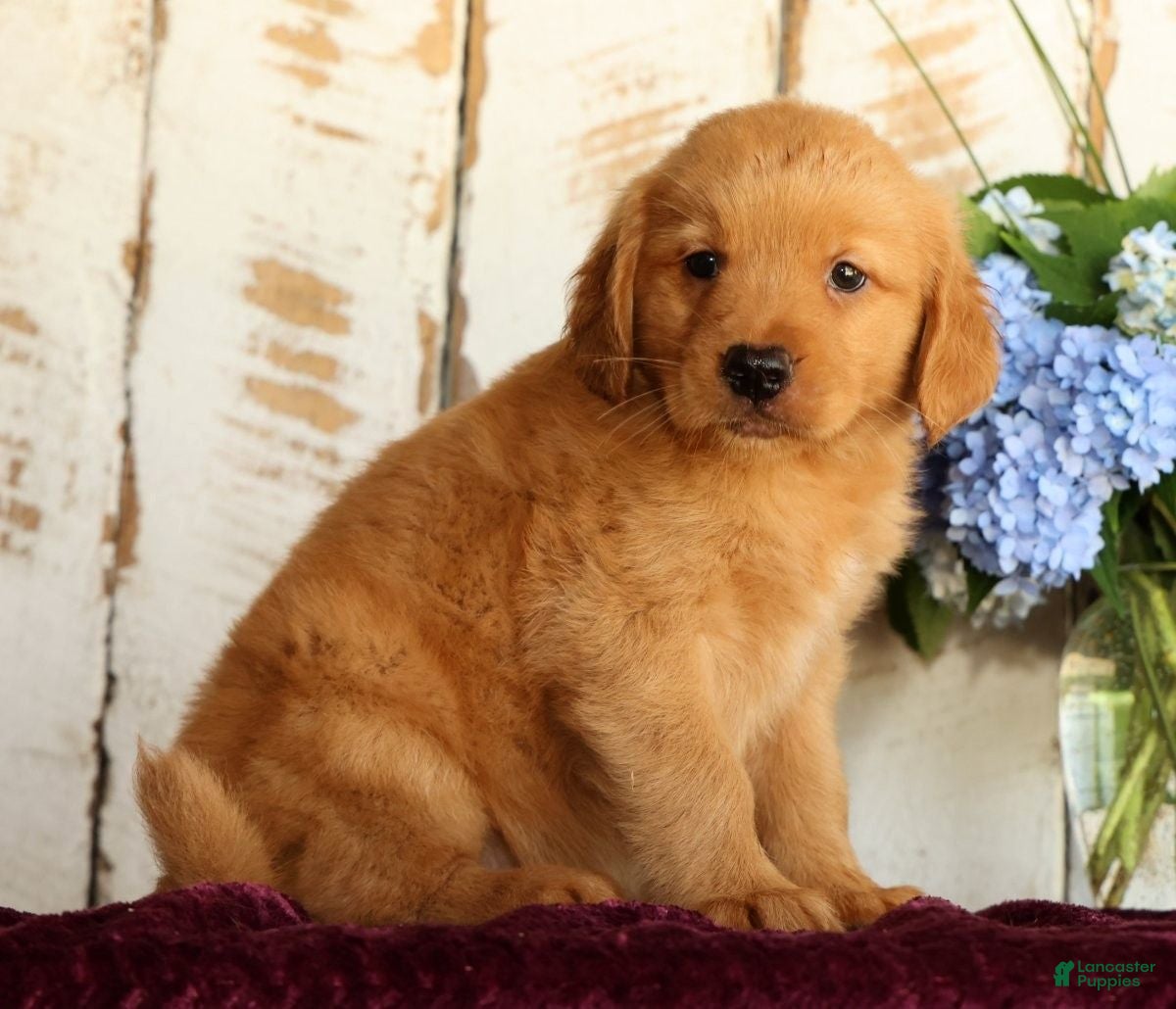 Golden Retriever dogs Sandy - Ad 1