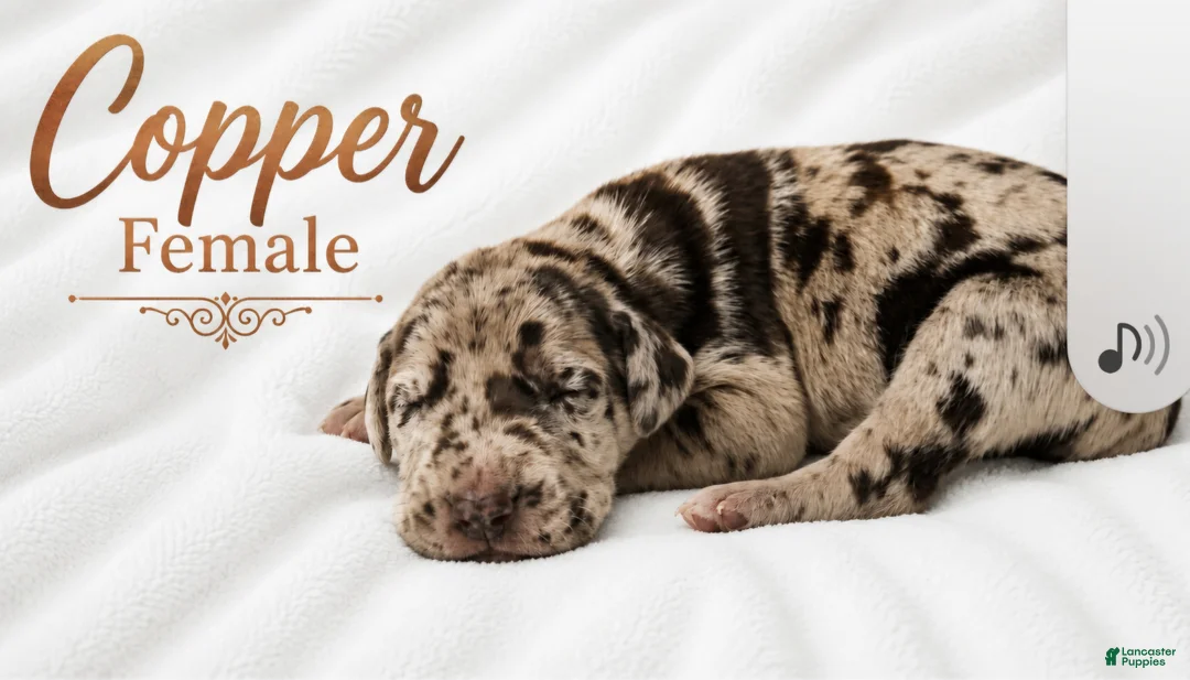 Great Dane dogs for sale: Copper - Ad 2