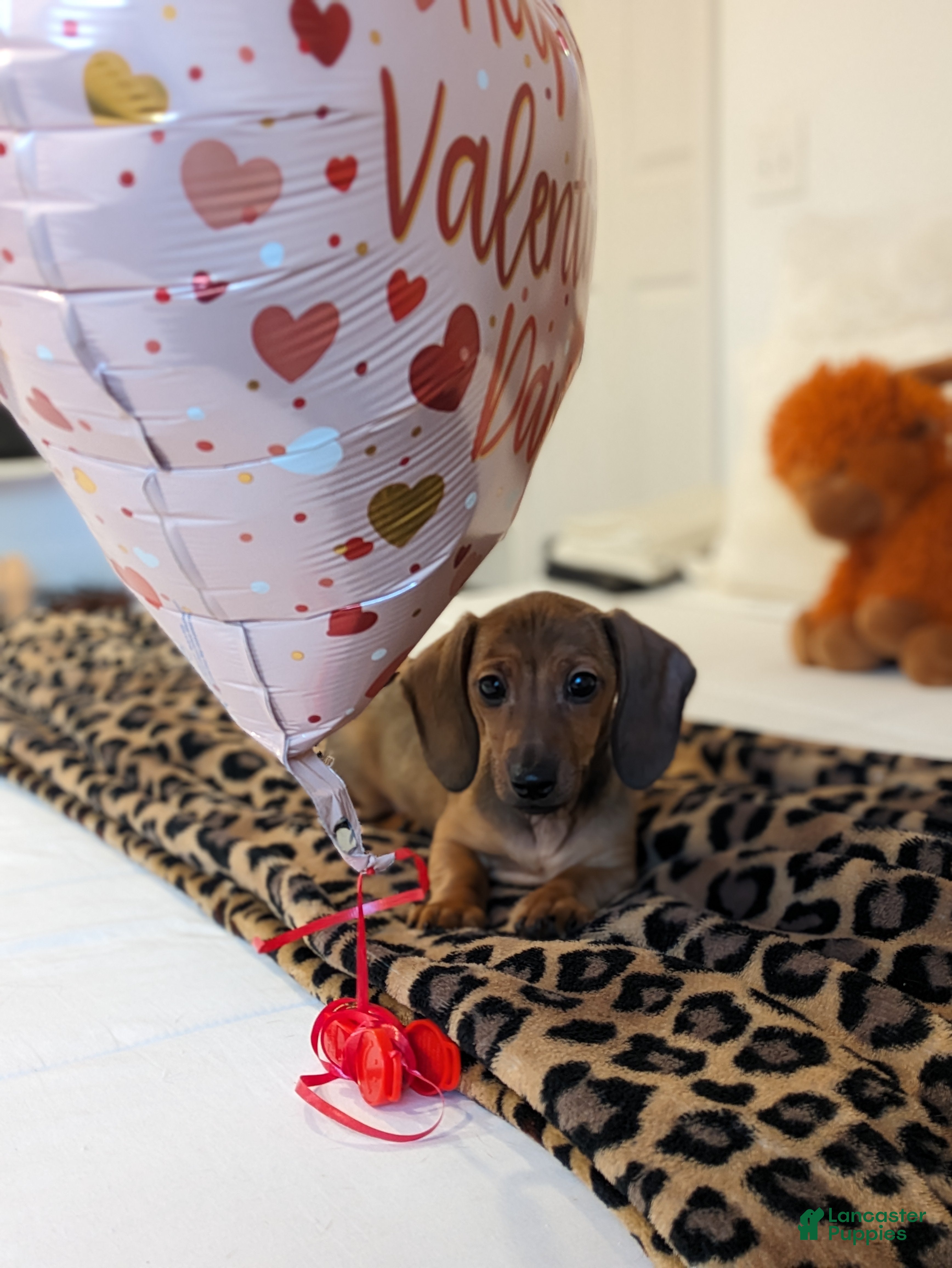Dachshund dogs Posey  - Ad 2
