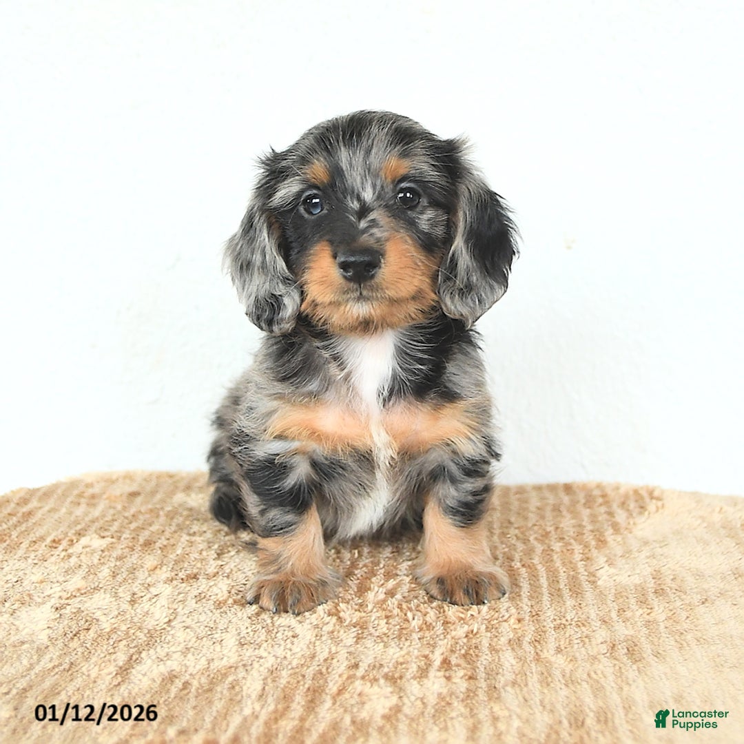 Miniature Dachshund dogs for sale: Dexter - Ad 5