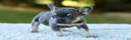 French Bulldog dogs for sale: Casper - Blue & Tan - Ad 3
