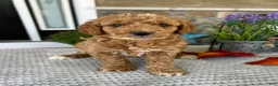 Goldendoodle dogs for sale: Lexi - Ad 1
