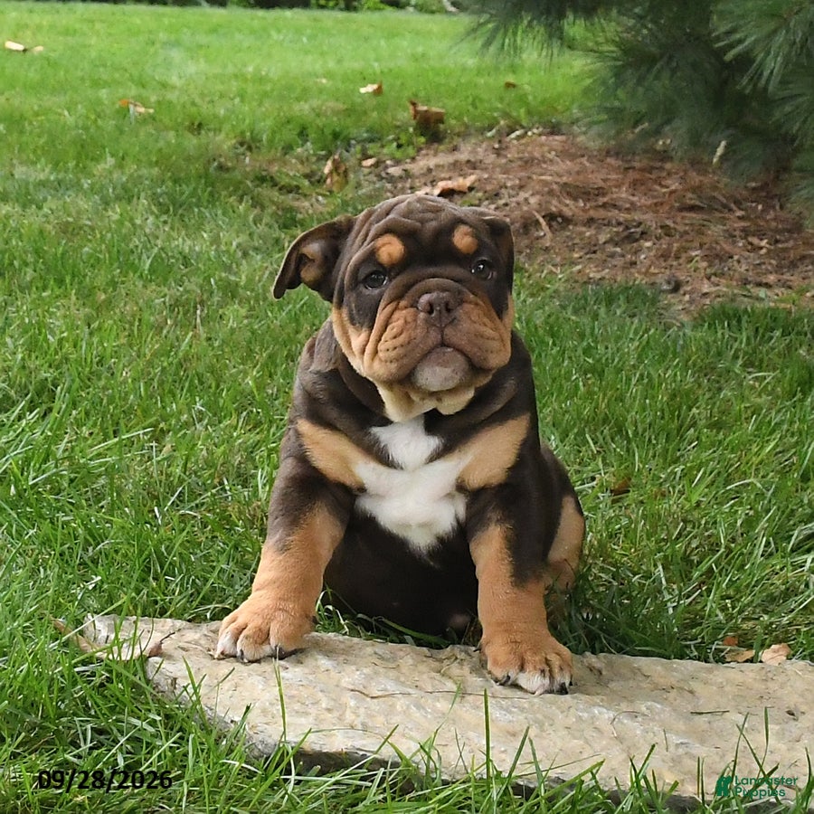 English Bulldog dogs Dallas - Ad 1