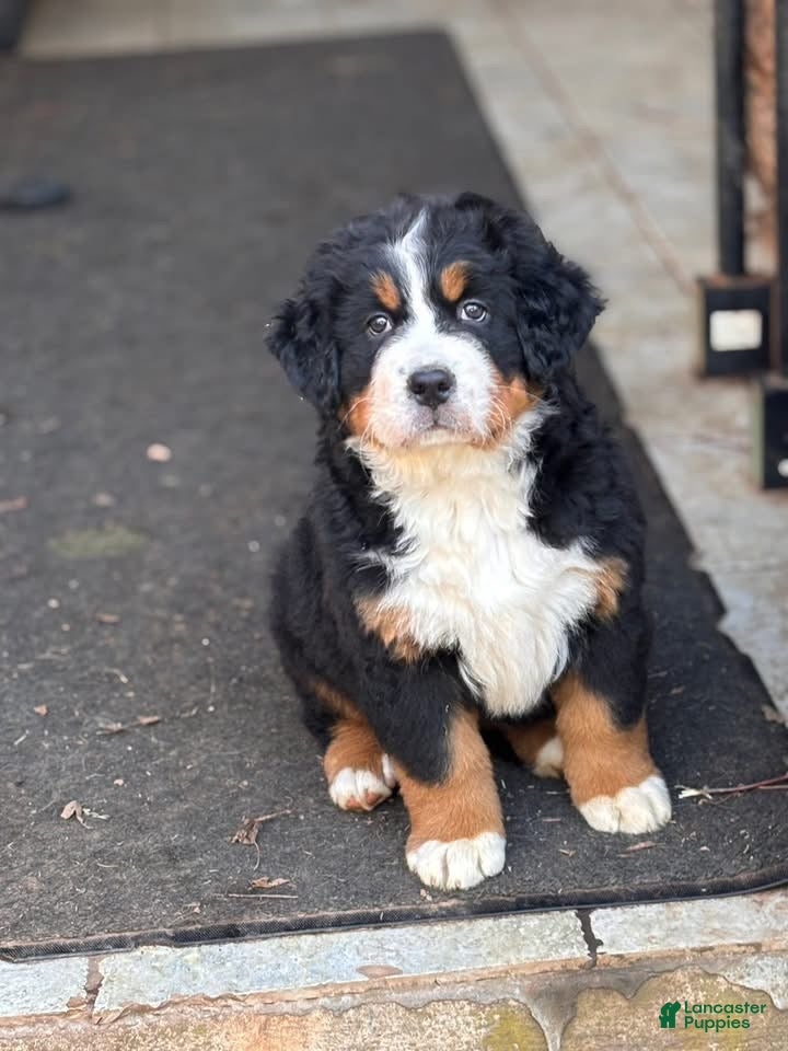 Bernese Mountain Dog dogs Briar - Ad 41