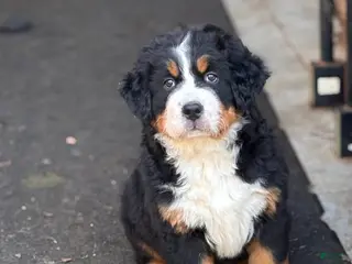 Bernese Mountain Dog dogs Briar - Ad 41