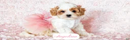 Cavapoo dogs for sale: Angelina - Ad 17