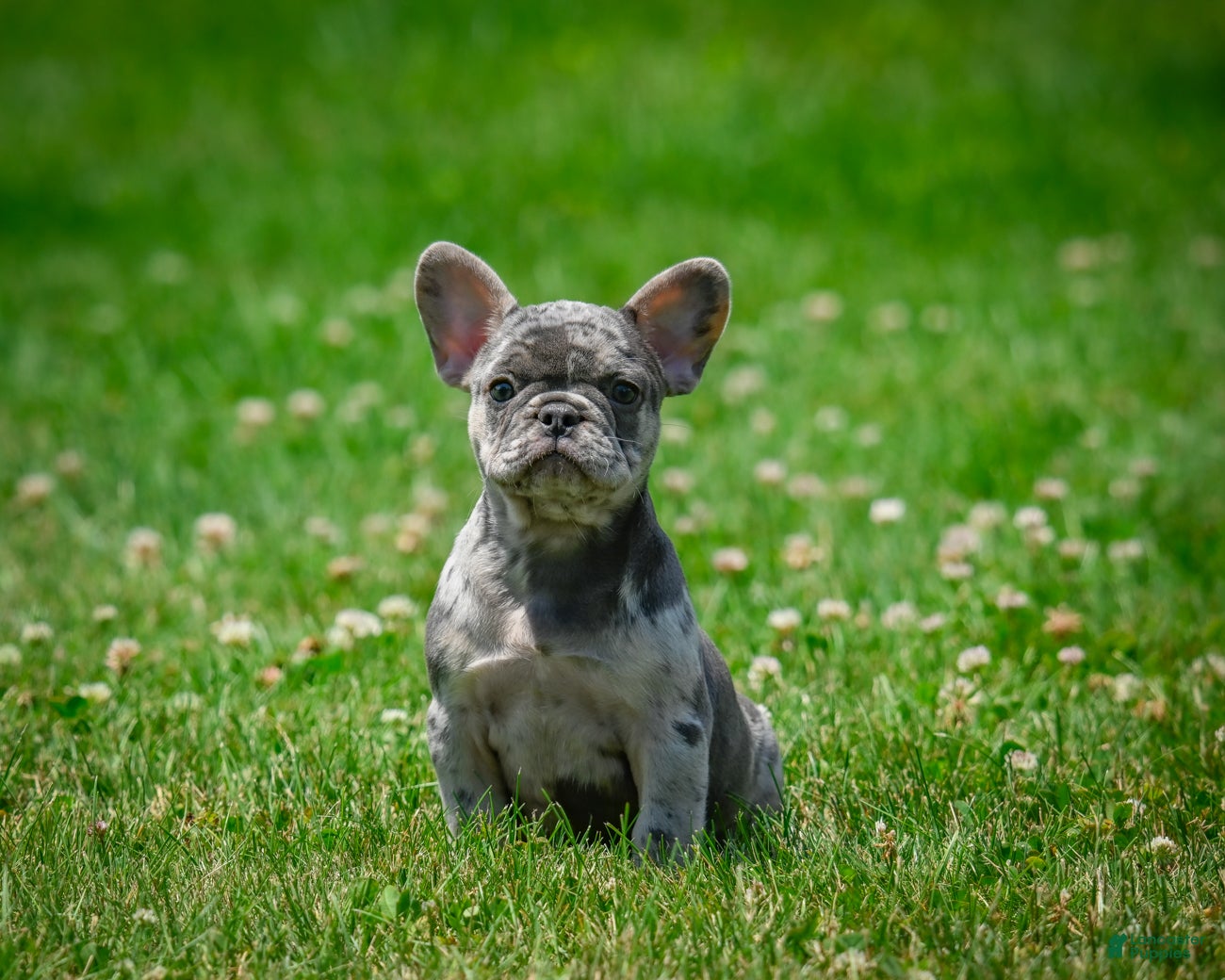 French Bulldog dogs Daisy - Ad 2