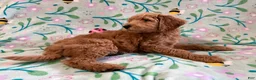 Goldendoodle dogs for sale: Starry - Ad 3