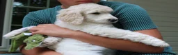 Standard Poodle dogs for sale: River AKC Standard Poodle  - Ad 19