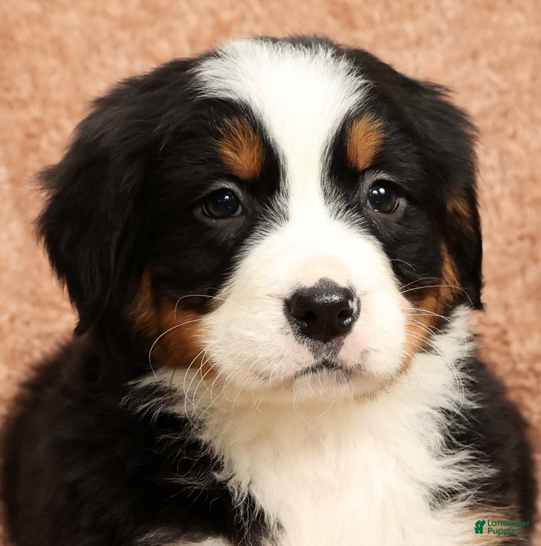 Bernese Mountain Dog dogs for sale: Clay - Ad 9