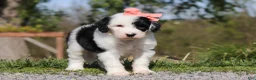 Sheepadoodle dogs for sale: Allie - Ad 3