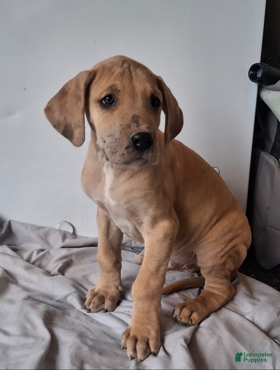 Great Dane dogs Duke - Ad 32