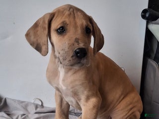 Great Dane dogs Duke - Ad 32