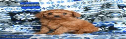 Cavapoo dogs for sale: Buttons - Ad 2