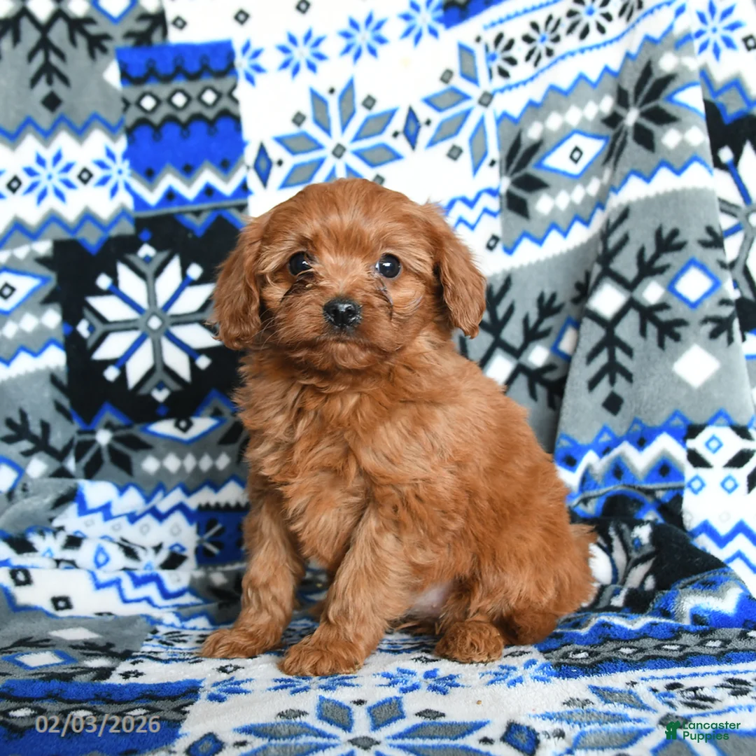 Cavapoo dogs for sale: Buttons - Ad 2